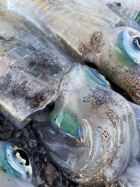 2025 佐渡ヶ島エギング Vol.18【9月26日】